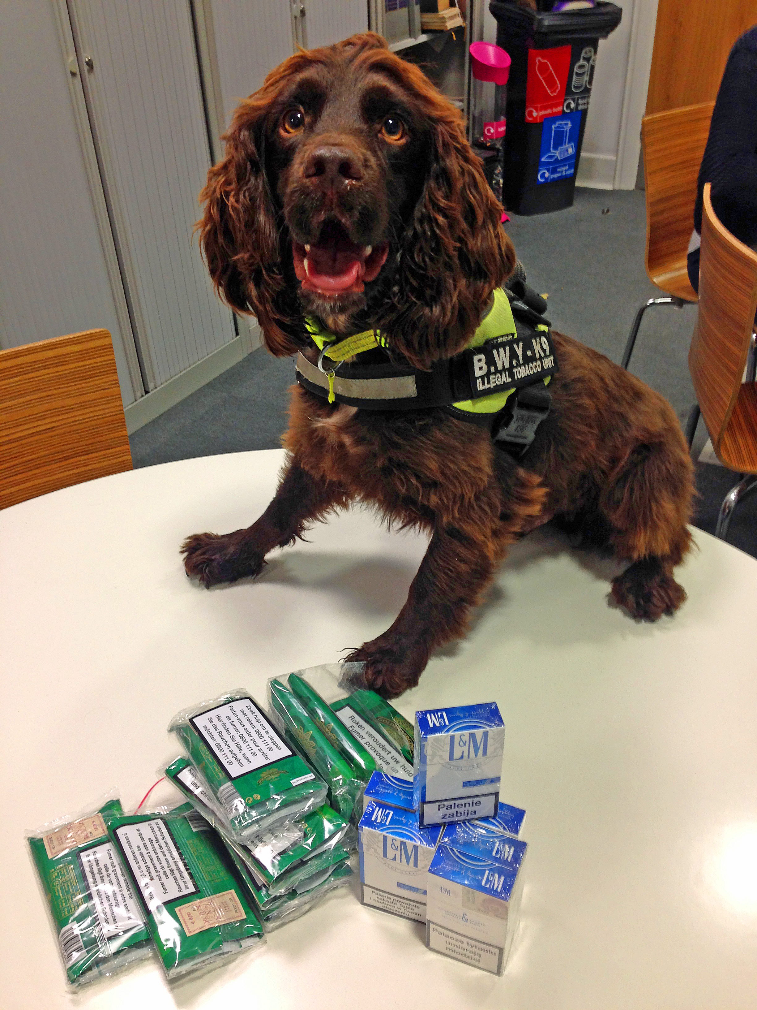 Yoyo the Tobacco Detection Dog